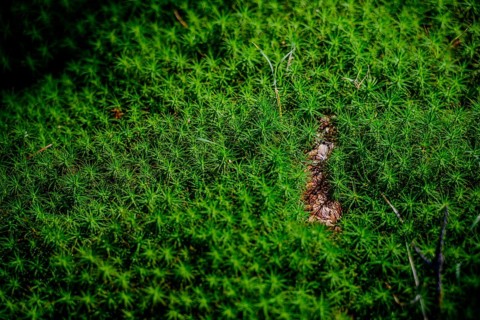 Green moss covers the earth's surface, captured in detail, Hirschenstein, Lower Bavaria