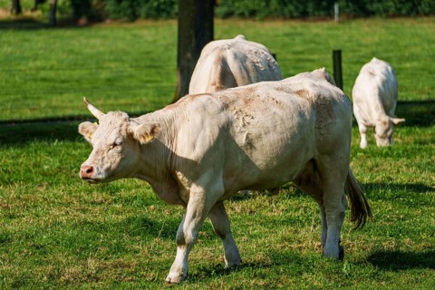 A white cow with one horn grazing on a green meadow, Weseke, Münsterland, Germany, Europe