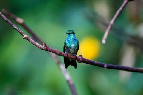 Close-up of a Versicolored emerald perched on a branch against defocused green background, Folha