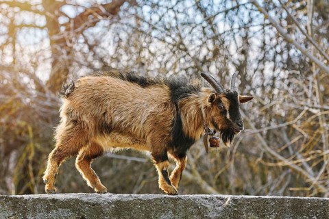 Goat Walking by the Parapet Wall Devnja, Bulgaria, Europe