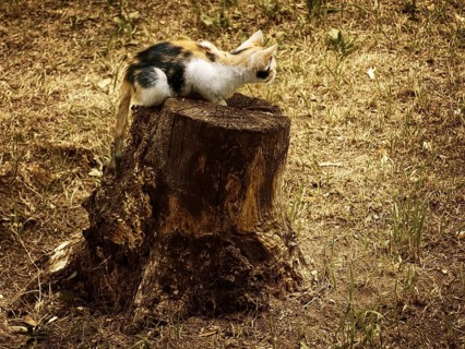 Little kitten on the old stub