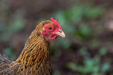 Portrait of a dwarf Wyandotte