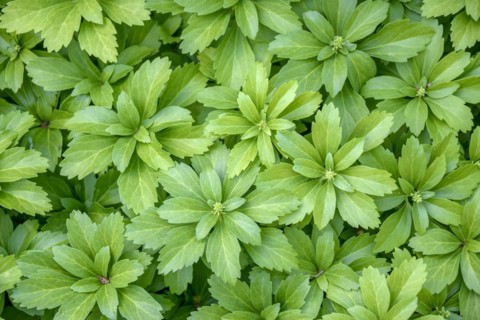 Japanese pachysandra (Pachysandra terminalis), Palmengarten Frankfurt, Frankfurt/Main, Hesse,