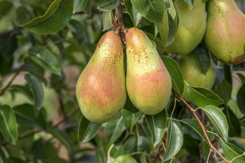 Pear (Pyrus communis SAXONIA® 'Armida'), Bundessortenamt Prüfstelle Wurz, Germany, Europe