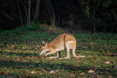 Agile Wallaby (Notamacropus agilis), Mary River National Park, Northern Territory, Australia,