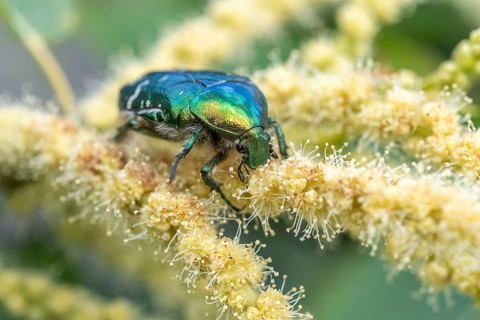 Golden cetonia (Cetonia aurata) on a chestnut flower. Bas Rhin, Alsace, France, Europe