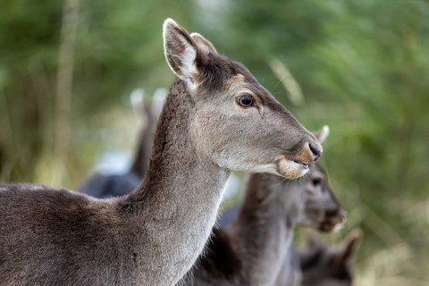 Fallow deer, female fallow deer (Dama dama), Landsberg am Lech Wildlife Park, Upper Bavaria,