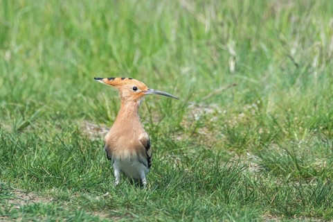 Hoopoe, Common Hoopoe (Upupa epops) Eurasian Hoopoe