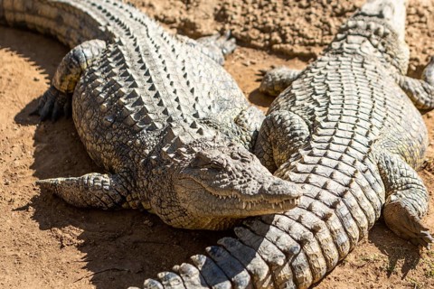 African Aligator Animal in South Africa safari