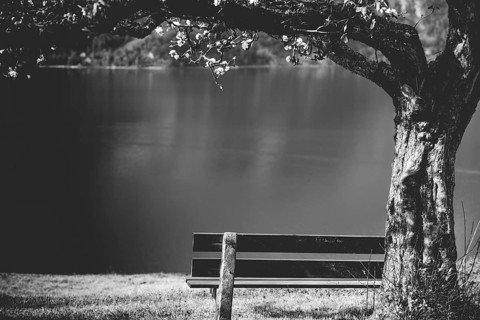 Black and white image with a wooden bench under a flourishing tree, on the high shore of the lake