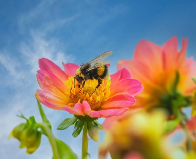 Macro of a bumblebee pollinating at a dahlia flower