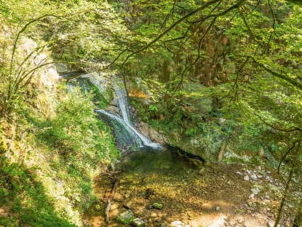 A waterfall flowing into a small river in the middle of a forest, surrounded by green foliage,