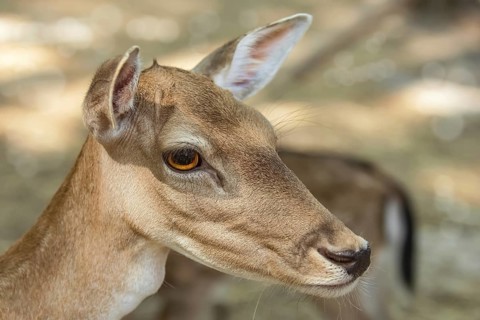 Close up Portrait of a Fawn Varna, Bulgaria, Europe