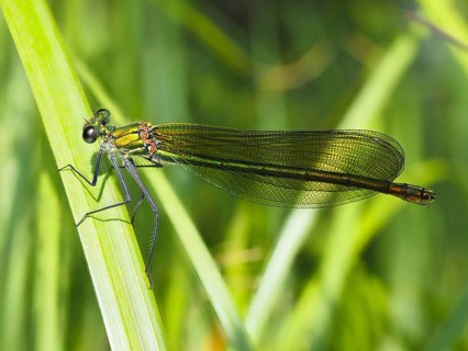 Odonates (Odonata), blurred background, North Rhine-Westphalia, Germany, Europe