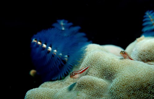 Colourful spiral tube worm, tube worm, Spirobranchus giganteus, Maldives, Indian Ocean, Asia