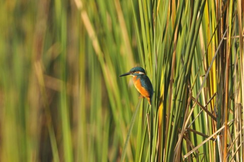Kingfisher at a lake