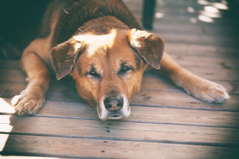Mixed breed male on a terrace in France, 2019