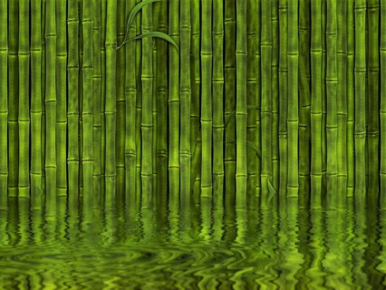 Background of green bamboo forest in the water