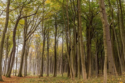 Haunted forest