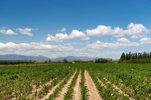 French agriculture landscape with maize and mountains