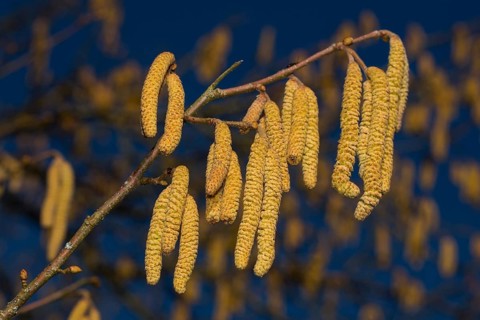 Common hazel (Corylus avellana)