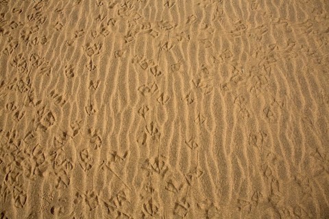 Desert dunes sand texture in Maspalomas Gran Canaria at Canary islands