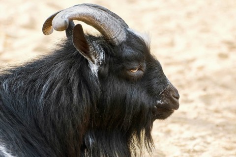 Portrait of Black Billy Goat with Big Horns Varna, Bulgaria, Europe