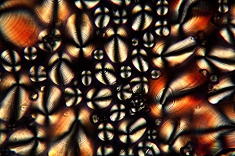 Potato starch under the microscope and in polarised light