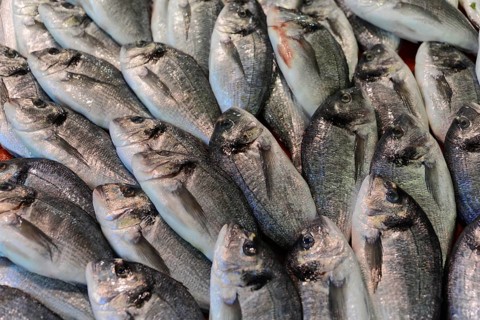An arrangement of fresh silver fish lying close together, Istanbul, Istanbul Province, Turkey, Asia