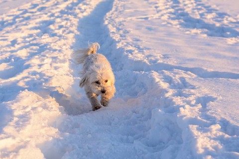White dog runs in snow - Havanese