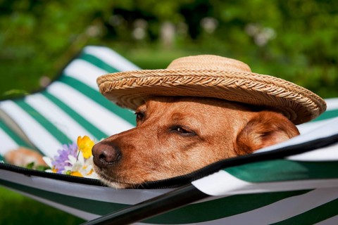 Dog lazy on it's bed with funny hat and flowers