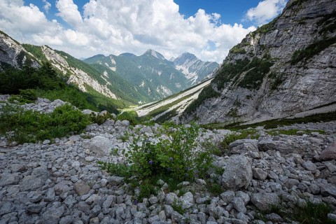 Zelenica above Ljubelj in Slovenia. Karavanke alps in summer with wild flowers blooming