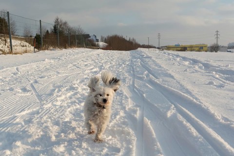 Little white dog runs in the snow with flying ears