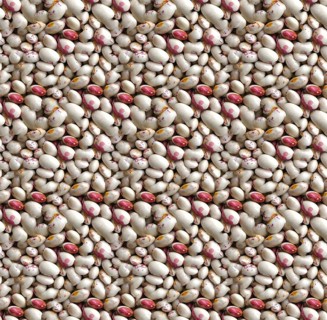 White and red Borlotti beans, a popular legume