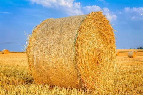 Golden haye bales in the harvest time