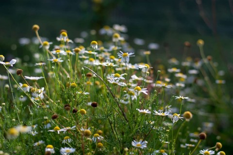 Closeup shot of camomile in the field on the sunny day