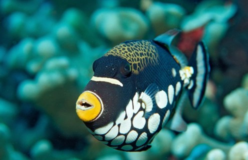 Leopard triggerfish, Balistoides conspicillum, Indonesia, Wakatobi Dive Resort, Sulawesi, Indian