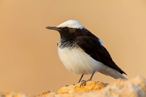 Black wheatear, (Oenanthe monacha), animals, birds, perching, passerines, Israel, Asia