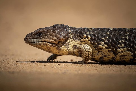 Blue-tongued skink or shingle-backed skink, also known as pine cone lizard (Tiliqua rugosa),