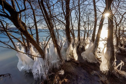 Icy trees on the lakeshore in sunlight, winter atmosphere, Hörnle, Constance, Lake Constance,