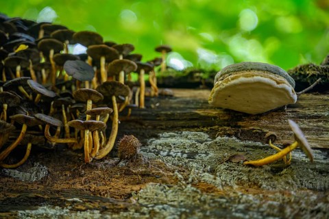 Numerous mushrooms growing close to a fallen tree trunk in the forest, Straubing, Lower Bavaria