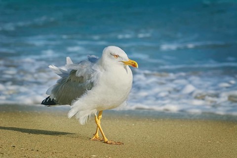 Seagull walking on the beach of Varna on the Black Sea, Bulgaria, Europe