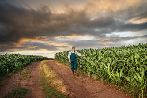 Caucasian calm male maize grower in overalls walks along corn field with tablet pc in his hands