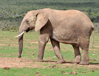 An African Elephant in the Addo Elephant Park, South Africa, Africa