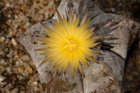 Bishop's cap (Astrophytum myriostigma)