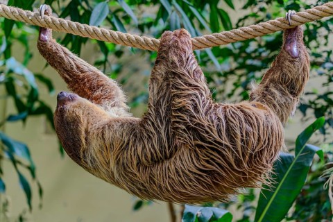 A sloth climbs a rope in Straubing Zoo, Lower Bavaria