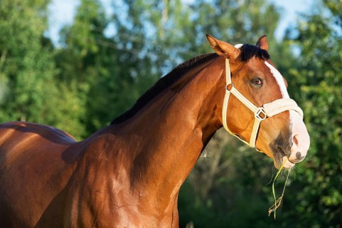 Funny portrait of bay horse