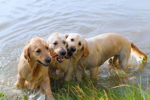 Swimming and playing labrador dogs