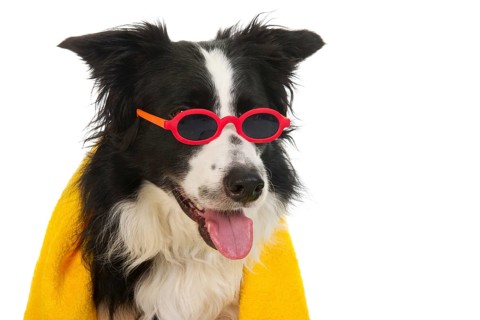 Portrait of a funny dog which is ready for the vacation