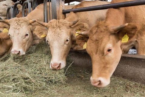 Cows eating hay in the loose housing - close-up cattle farming